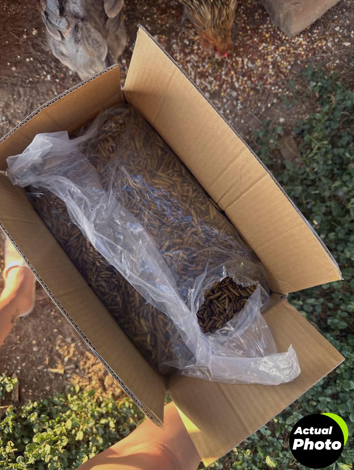 i-love-worms-black-soldier-fly-larvae-treat-10lb-foto-3