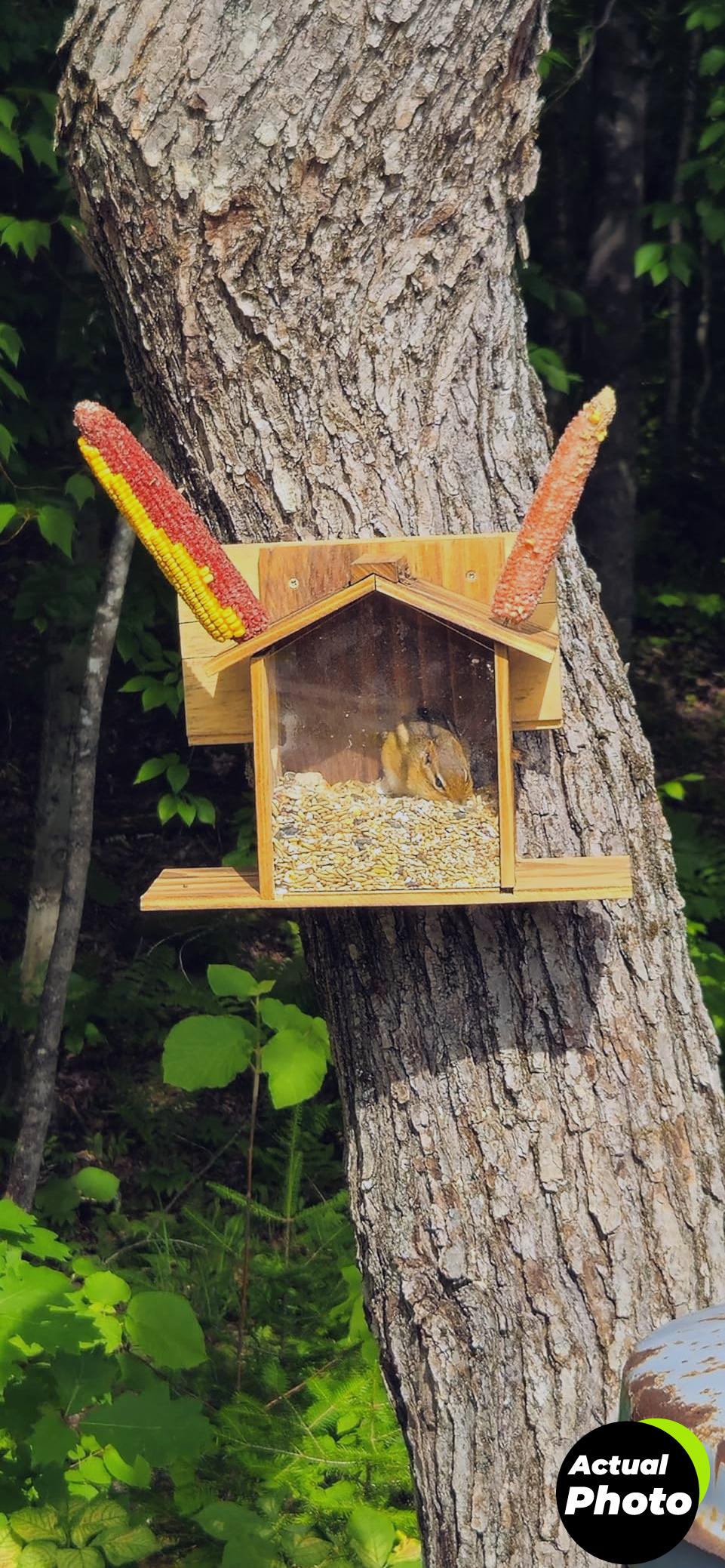 kaytee-corn-on-the-cob-6-5lb-foto-3