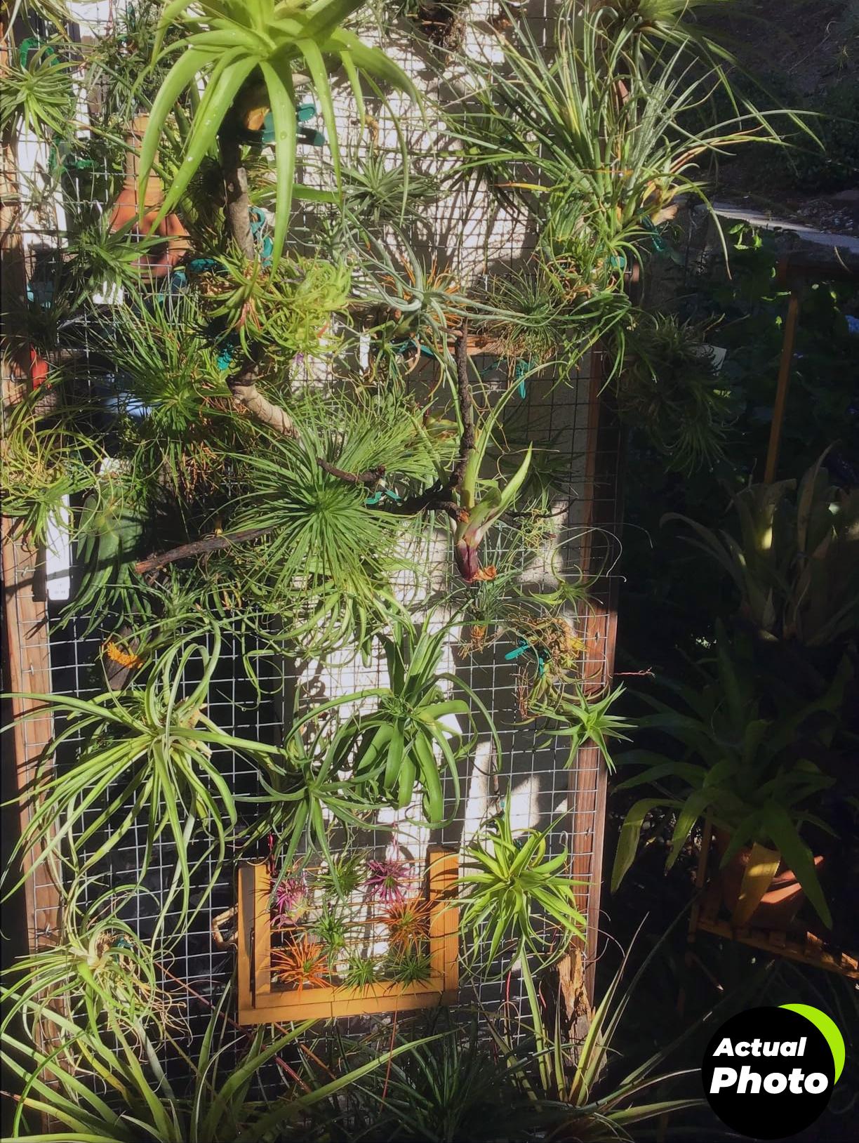 mixc-plant-cover-frost-blanket-2-pack-foto-1