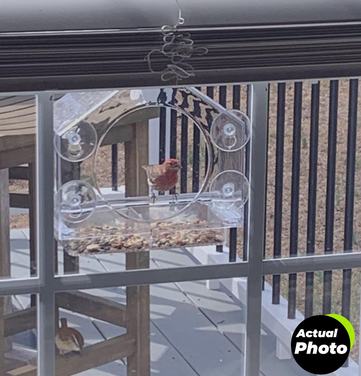 nature-anywhere-bird-feeder-transparent-acrylic-foto-1
