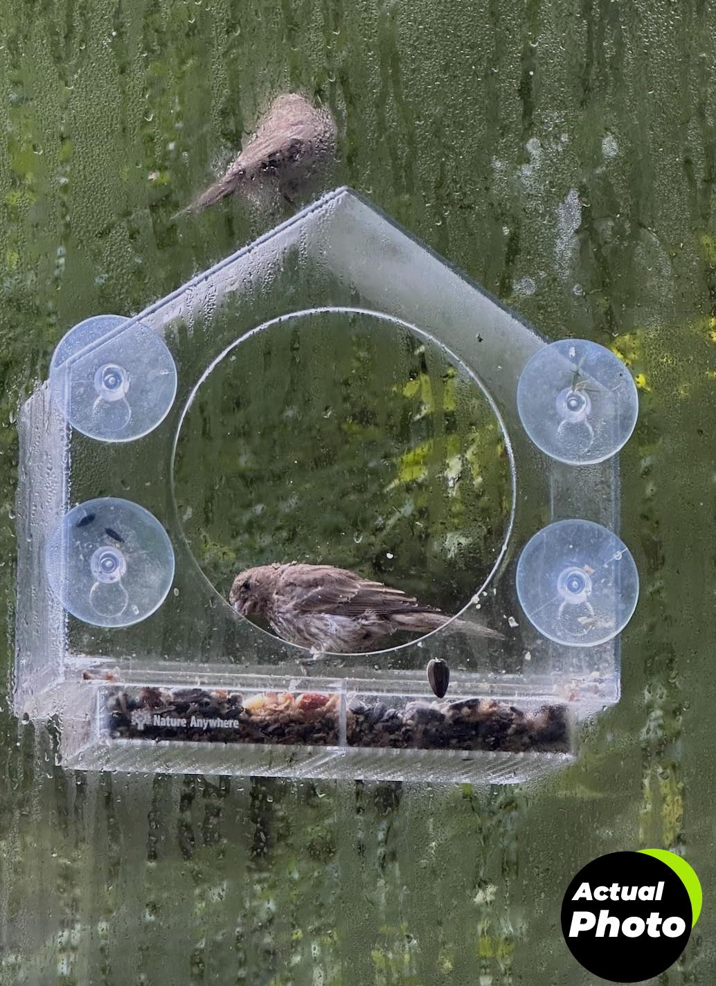 nature-anywhere-bird-feeder-transparent-acrylic-foto-2
