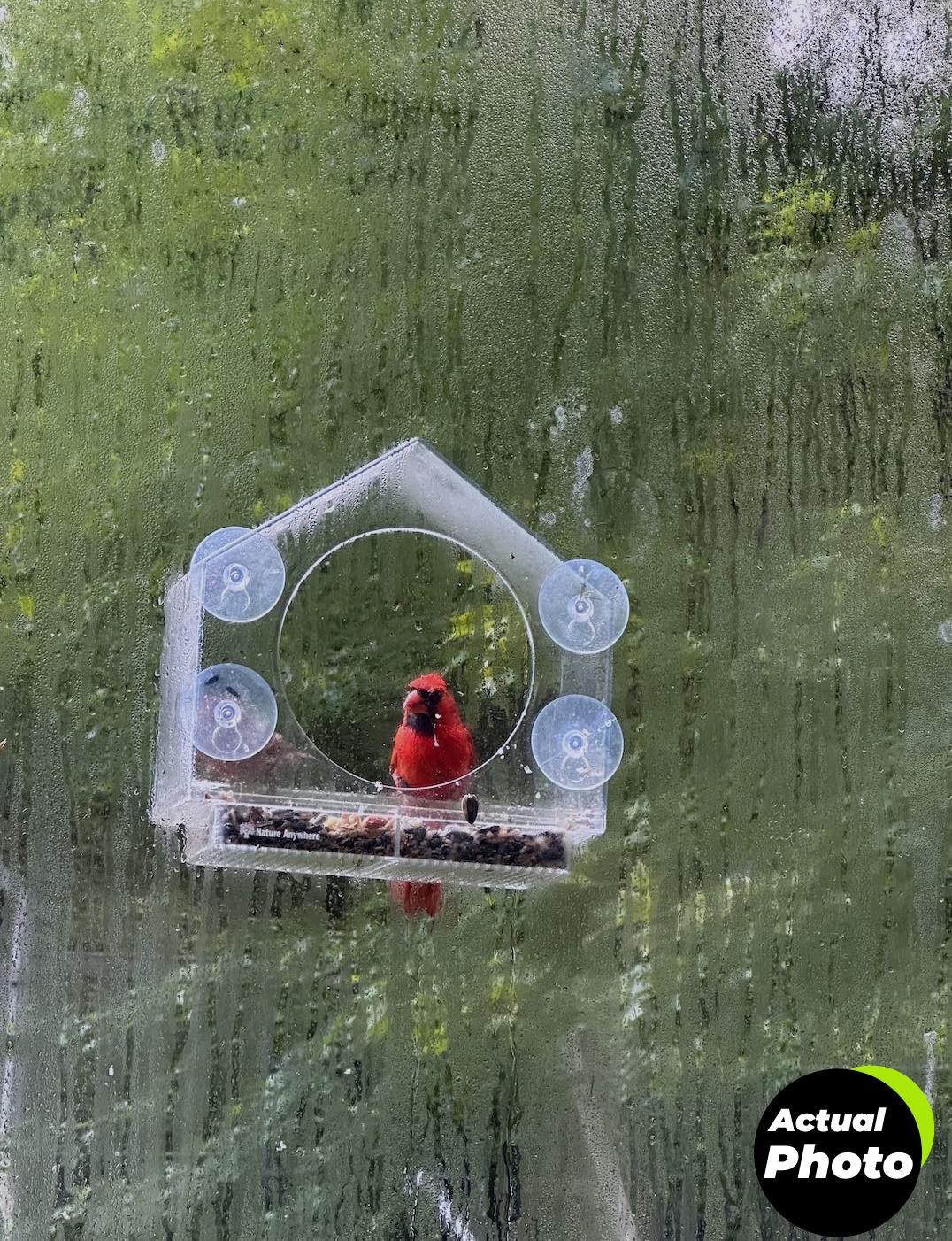 nature-anywhere-bird-feeder-transparent-acrylic-foto-3