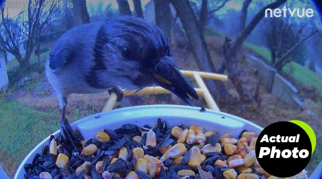 netvue-smart-bird-feeder-camera-gift-foto-1