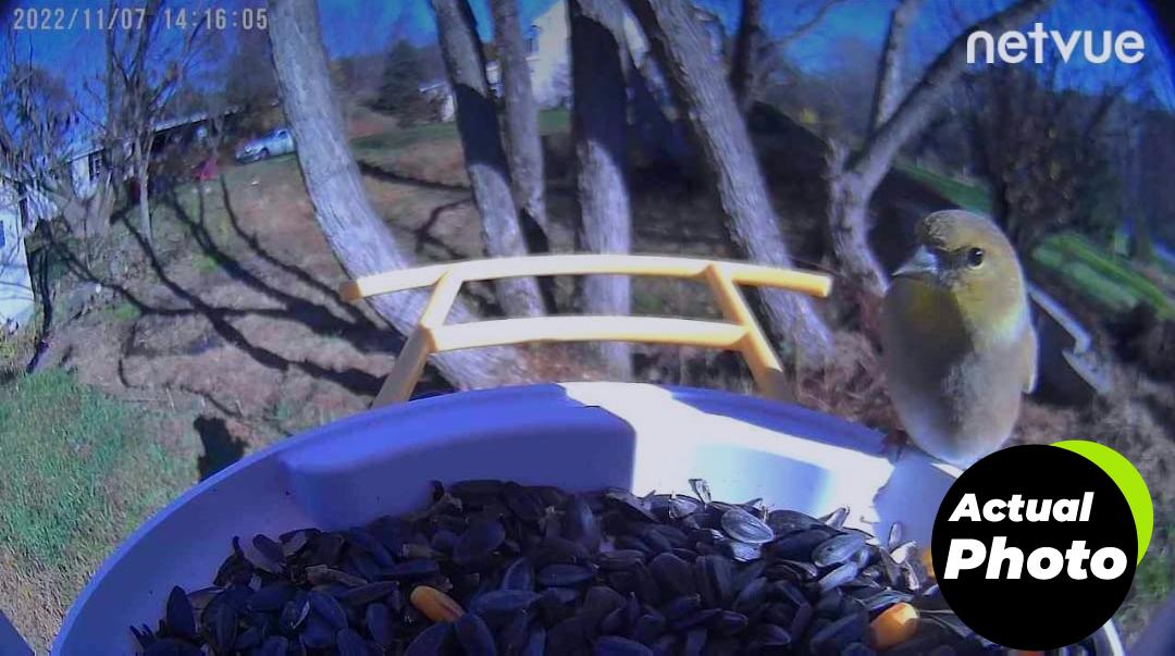 netvue-smart-bird-feeder-camera-gift-foto-2