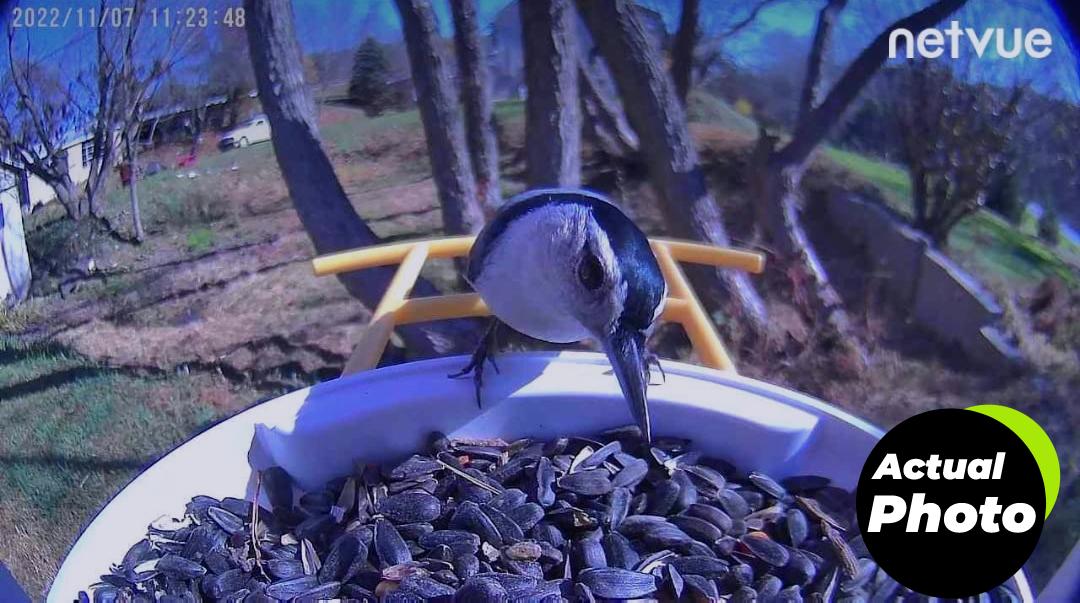 netvue-smart-bird-feeder-camera-gift-foto-3