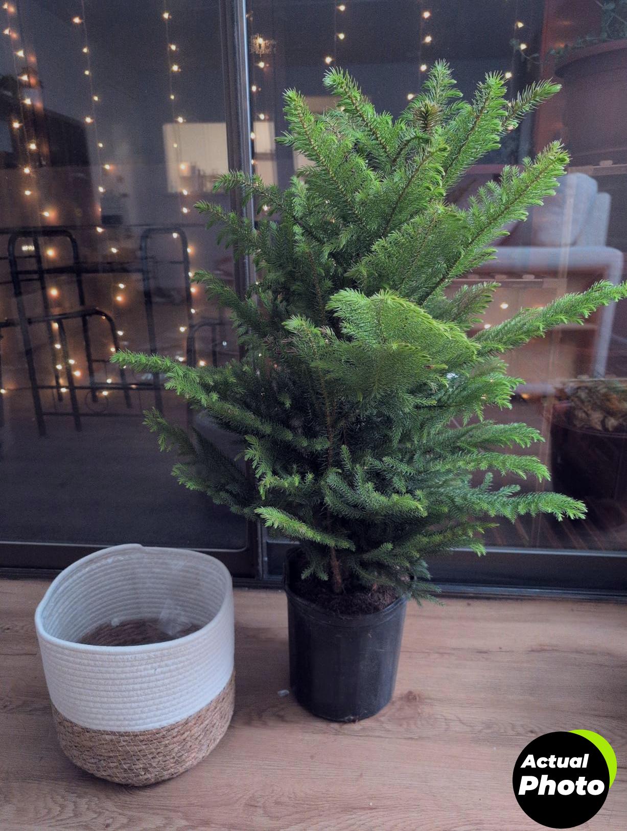 norfolk-island-pine-live-plant-decor-costa-farms-foto-1
