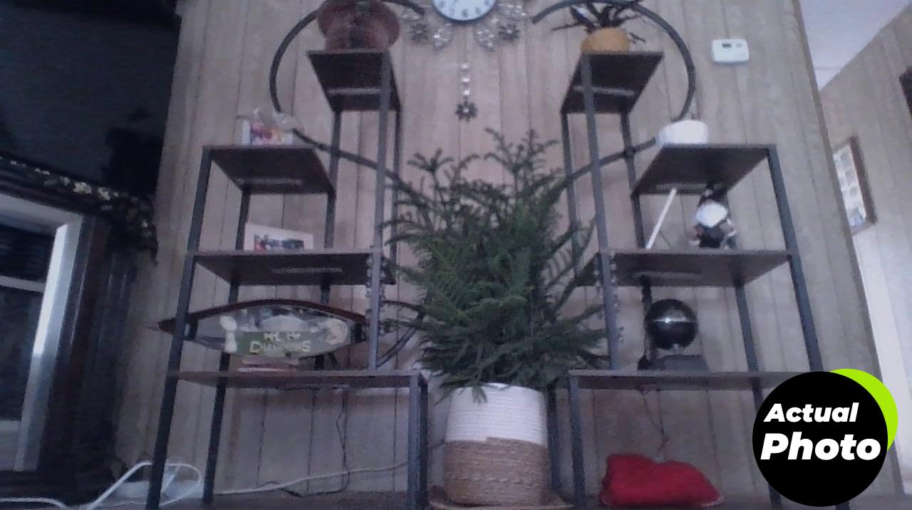 norfolk-island-pine-live-plant-decor-costa-farms-foto-2
