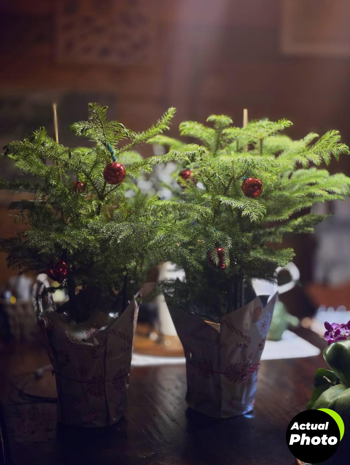 norfolk-island-pine-live-plant-decor-costa-farms-foto-3