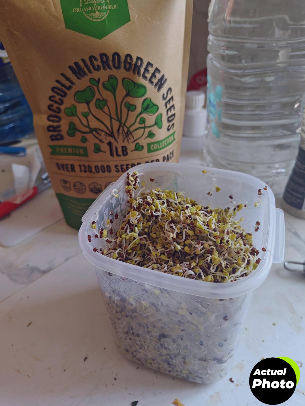 organo-republic-broccoli-seeds-kit-foto-3