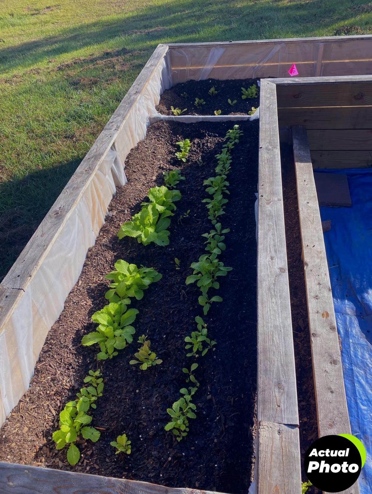 plant-cover-freeze-protection-10ft-foto-3