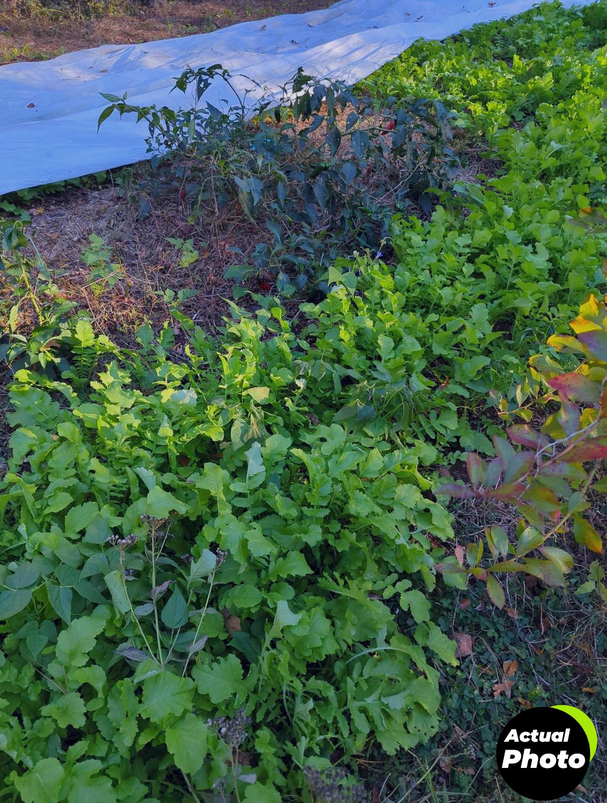 plant-covers-frost-protection-10ft-x-30ft-foto-2