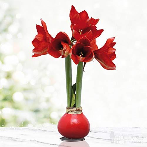 My Verdict on the Red Base Waxed Amaryllis Bulb: Is It Worth It?