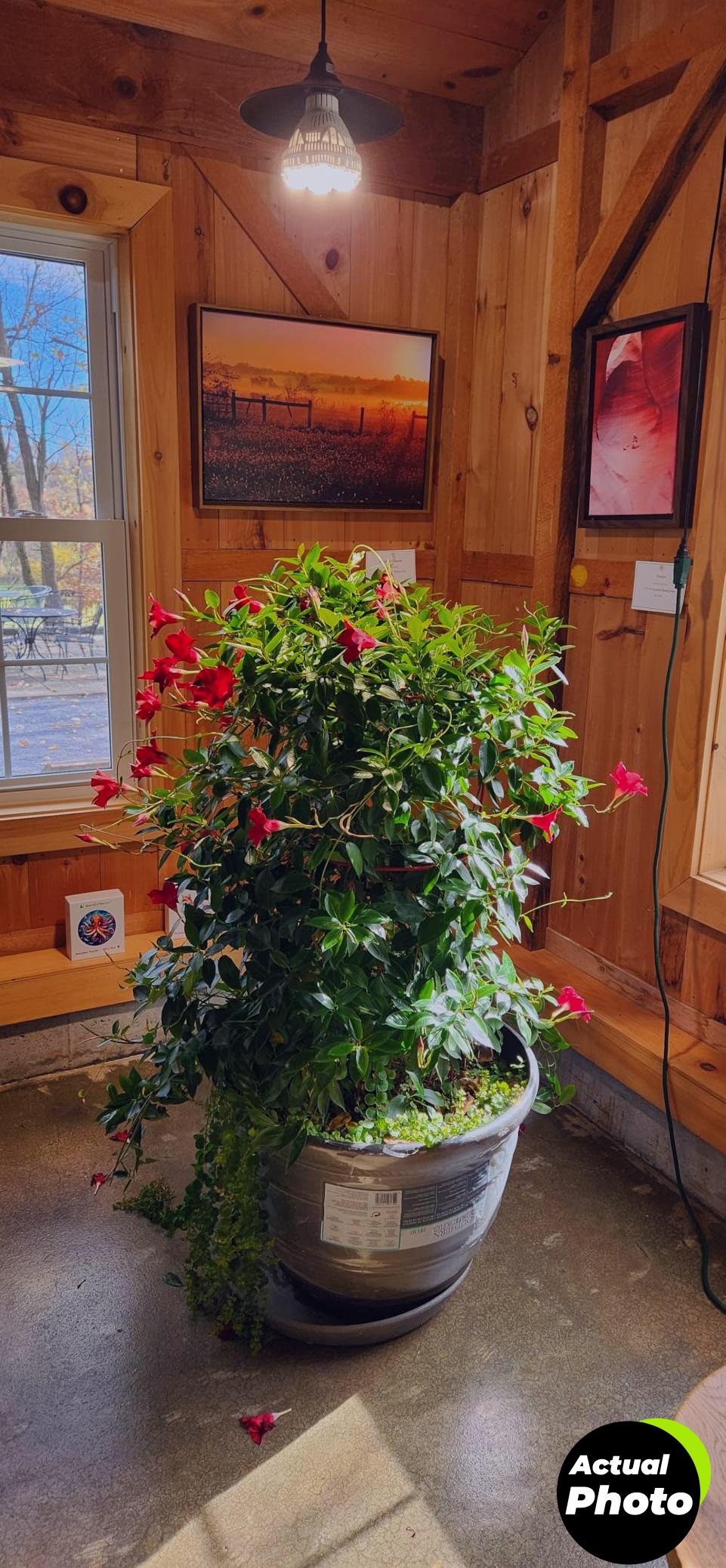 sansi-36w-grow-light-bulb-indoor-plants-foto-2