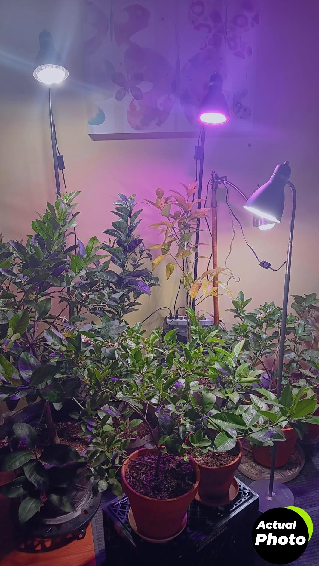 sansi-36w-grow-light-bulb-indoor-plants-foto-3