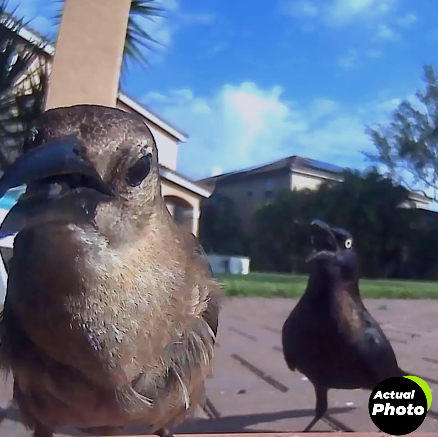 smart-bird-feeder-64gb-camera-solar-2k-foto-2