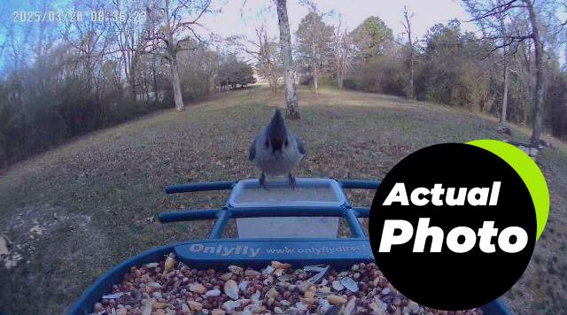 smart-bird-feeder-camera-solar-2k-foto-1