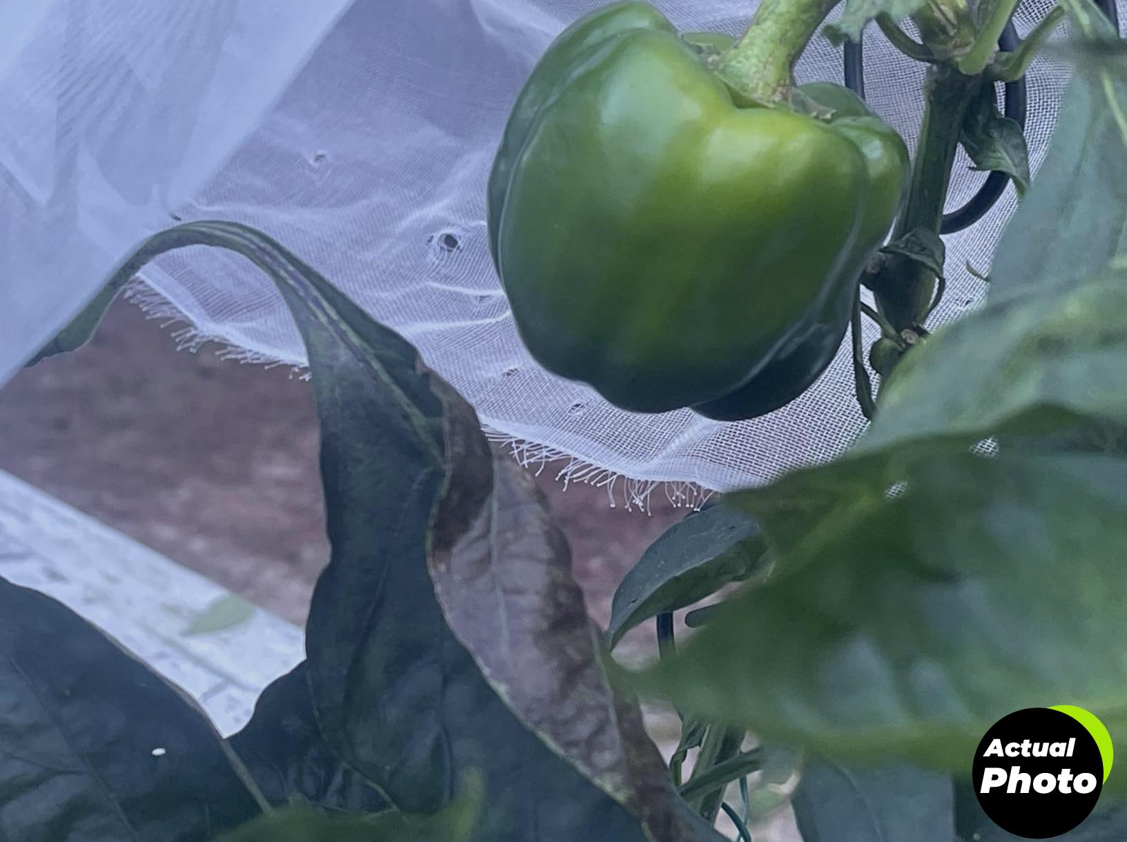 snugniture-plant-cover-frost-blanket-10ft-foto-1