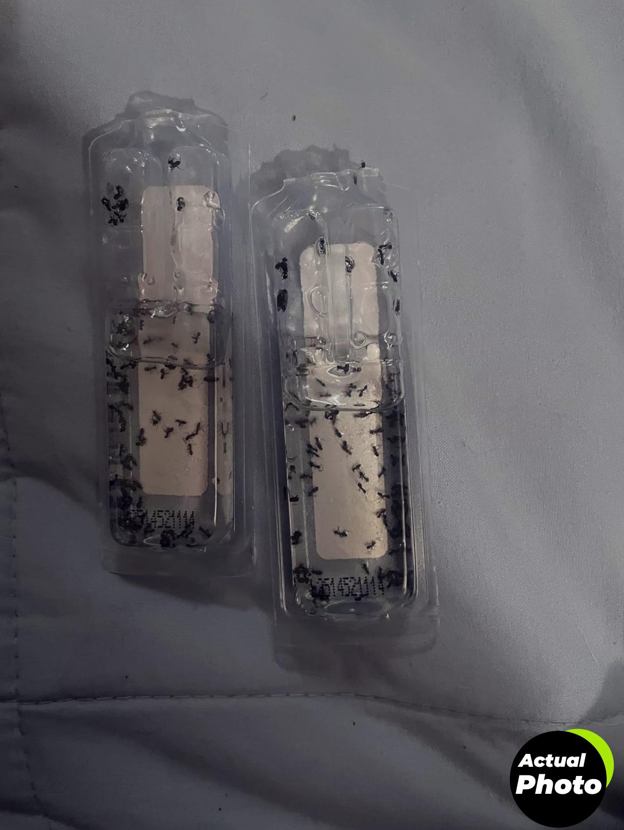 terro-ant-bait-12-count-foto-1