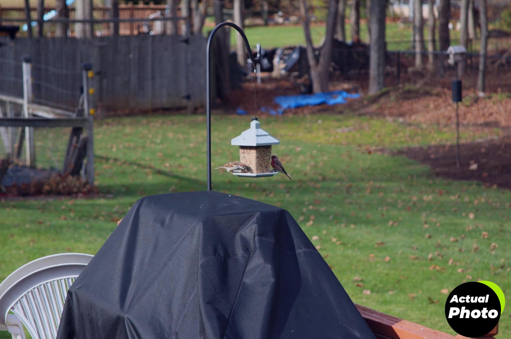 wagners-bird-food-cherry-20lb-foto-1