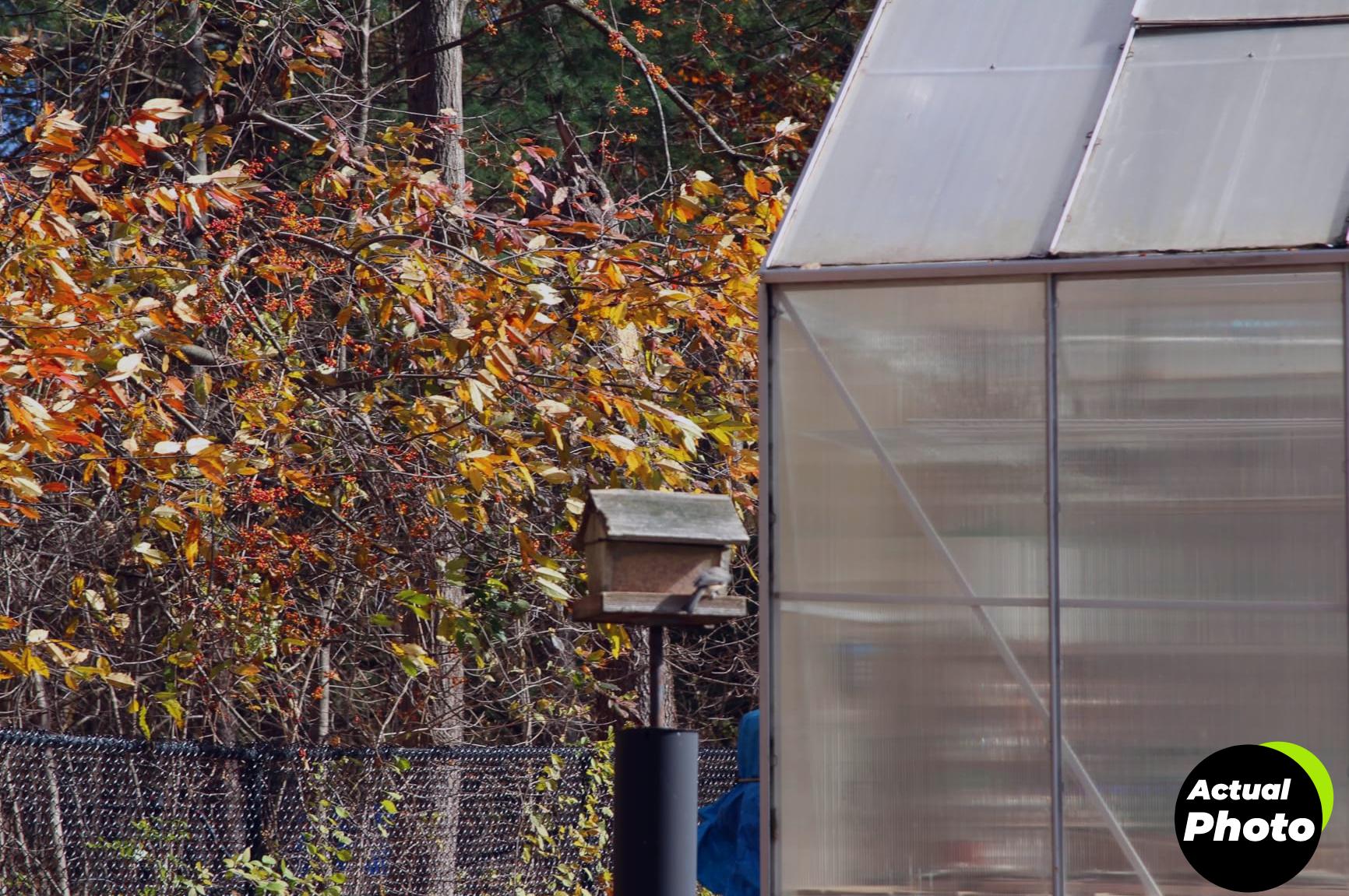 wagners-bird-food-cherry-20lb-foto-2