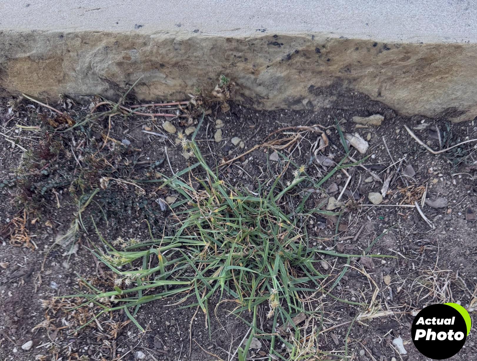 weed-puller-tool-portable-rubber-handle-foto-3