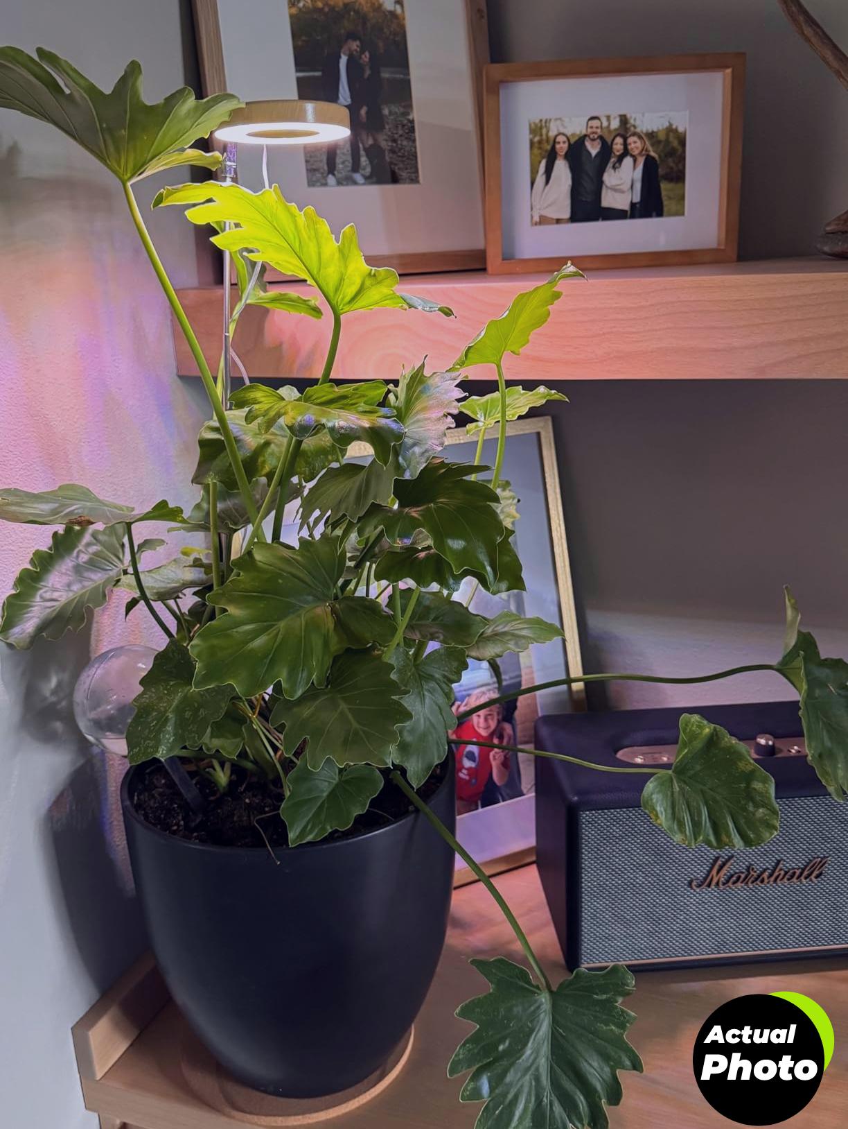 yadoker-grow-light-indoor-plant-1-foto-1