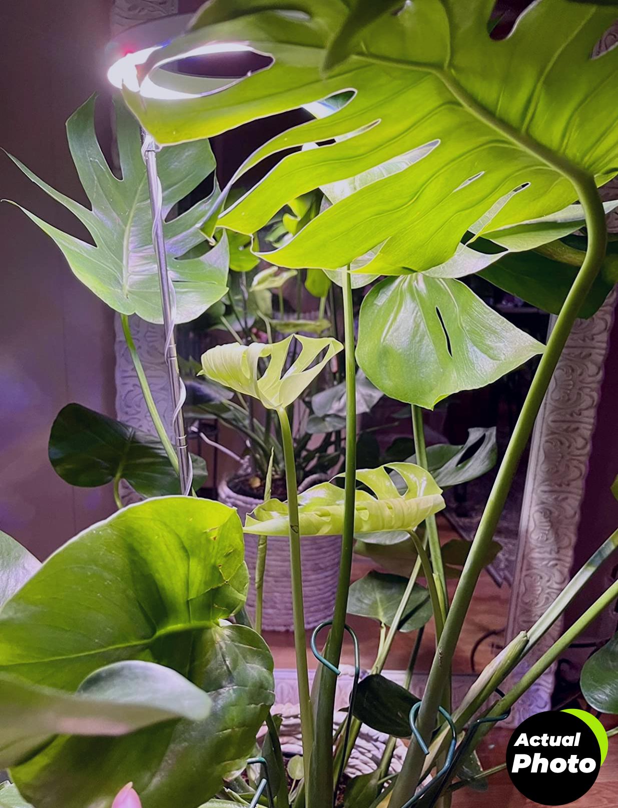 yadoker-plant-grow-light-2023-foto-1