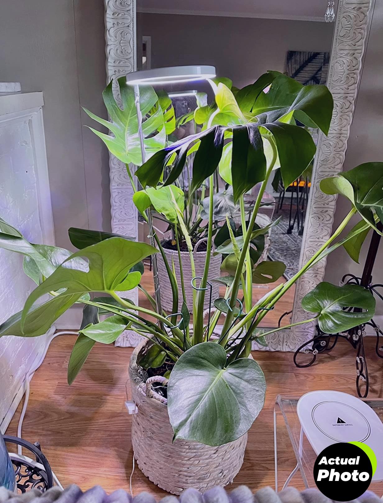 yadoker-plant-grow-light-2023-foto-2