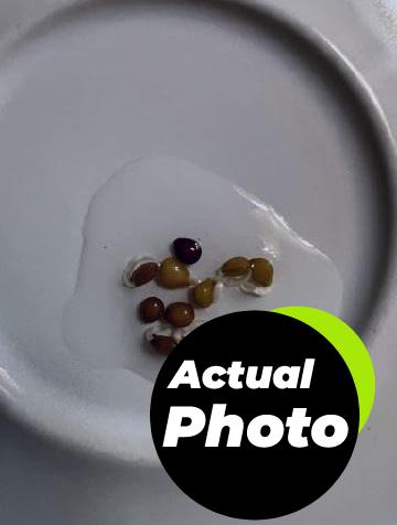 zombie-plant-seed-pack-2-foto-3